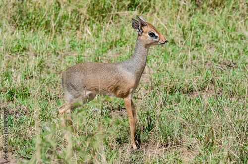 Fotografie Dik dik de Kirk
