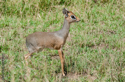 Canvas Print Dik dik de Kirk