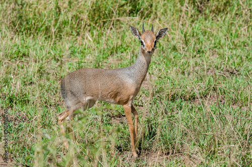 Fotografie Dik dik de Kirk