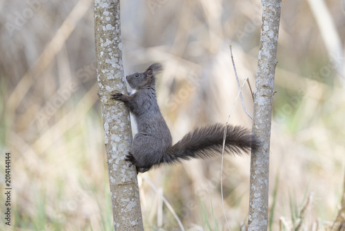 View of a dark squirrel with a bushy tail climbing a slender tree trunk in the natural habitat of Fondation des Grangettes Villeneuve, Vaud, Switzerland.