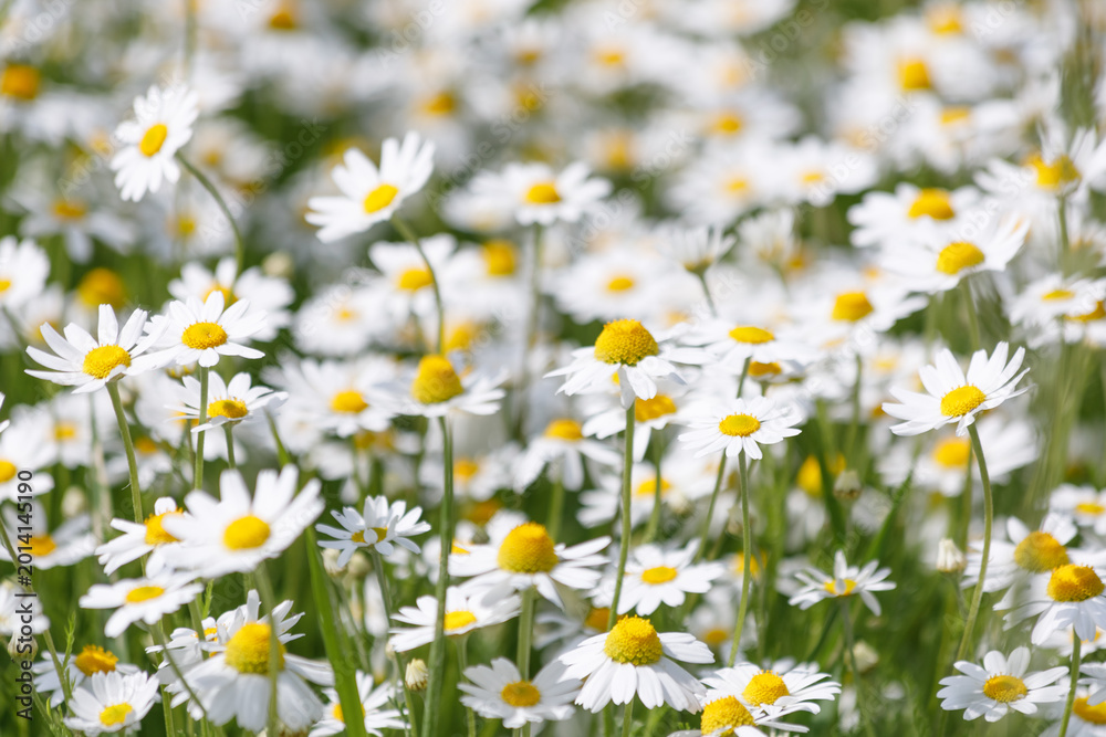 Fototapeta premium Close-up of Matricaria chamomilla flowers blooming in a summer field. White petals and yellow centers of wild chamomile plants under bright natural sunlight. Macro shot of herbal flora in nature.