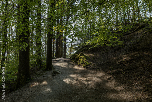 A peaceful woodland path to wander on. Being at one with nature. A place of serenity.