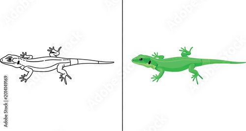 Lizard coloring page for kids and adults green lizard illustration