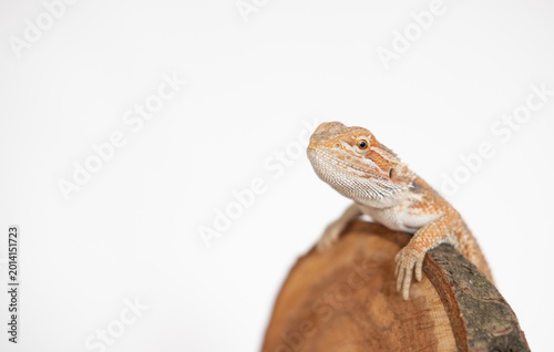 Obraz na plátně baby agama lizard isolated on a white background