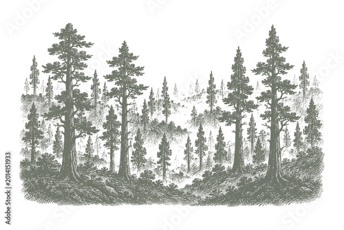 Foto Atmospheric vintage etching style vector illustration of a dense pine forest lan