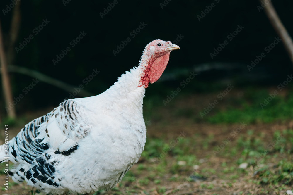 Obraz premium Adult male turkey bird poultry white turkey on farm animal outdoor profile shot with red wattle and speckled plumage, calm and alert, standing in grassy rural farmyard scene.
