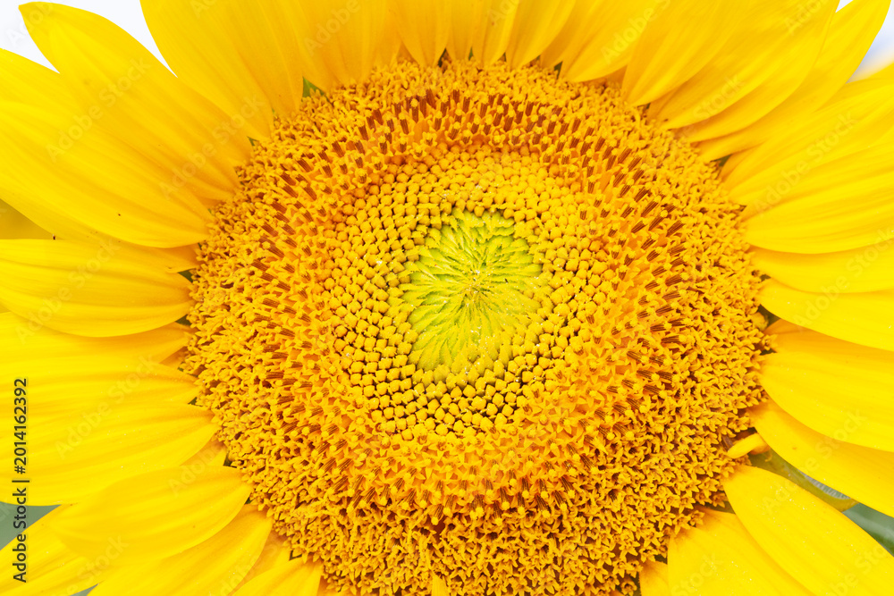Obraz premium Closeup detail of a bright yellow sunflower (Helianthus) showing the pattern of the florets and seeds, cultivated for cooking oil, silage, livestock feed