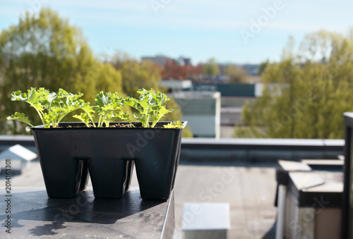 Foto Baby leaf curly kale plants hardening off on rooftop patio with defocused city background