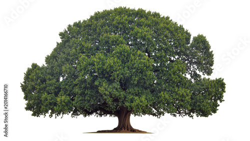 Foto Isolated majestic and mature green tree with a broad crown and sturdy textured t