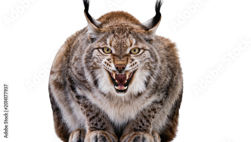 Schilderij op canvas Isolated Eurasian lynx snarling with sharp fangs and intense eyes, fierce wild p