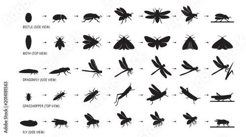 Canvastavla Evolution Insect MotionSilhouettes Set Pack, Editable Vector Stroke Illustrations