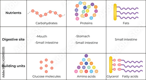 Photos Nutrient Digestion and Building Units Design Vector Illustration