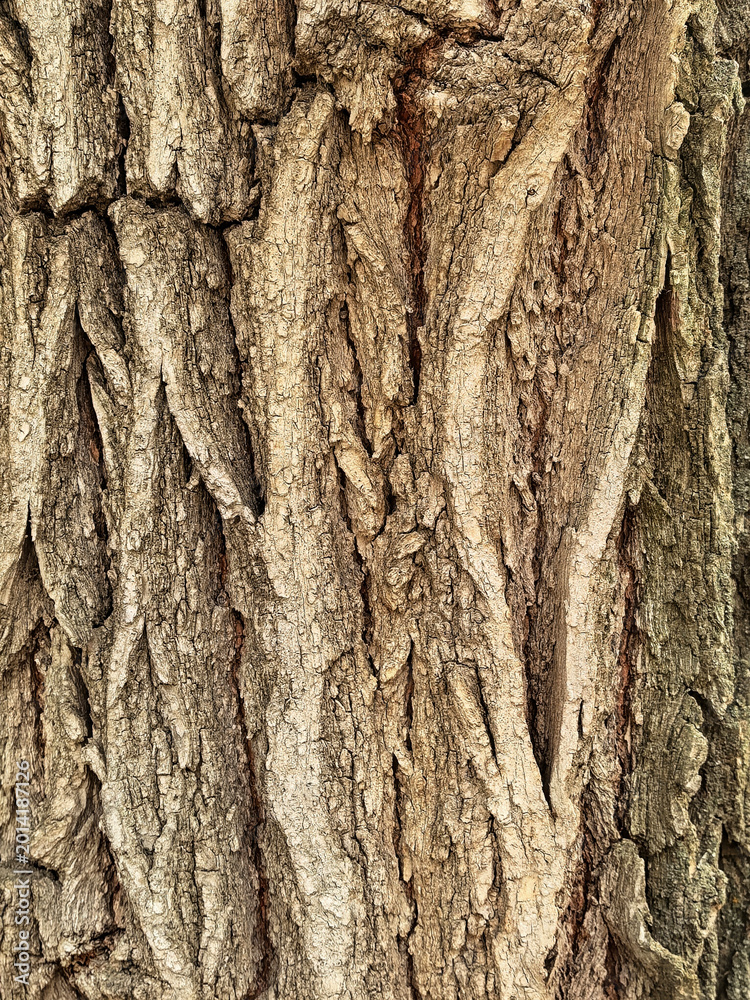 Obraz premium Rough Tree Bark Texture With Natural Wood Pattern