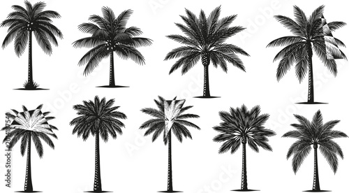 Cuadro en lienzo Black and white palm tree vector illustrations
