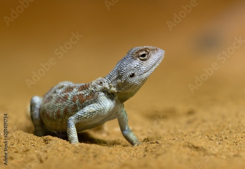 Foto Toad-headed agama