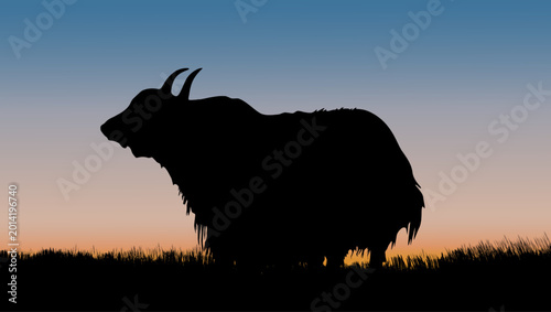 Cuadro en lienzo Yak at sunset, color vector illustration