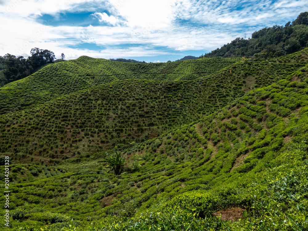 Obraz premium Cameron highlands tea plantation (Bharat tea plantation), Malaysia