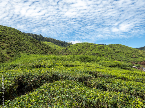 Bild auf Leinwand Cameron highlands tea plantation (Bharat tea plantation), Malaysia