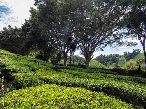 Foto Cameron highlands tea plantation (Bharat tea plantation), Malaysia