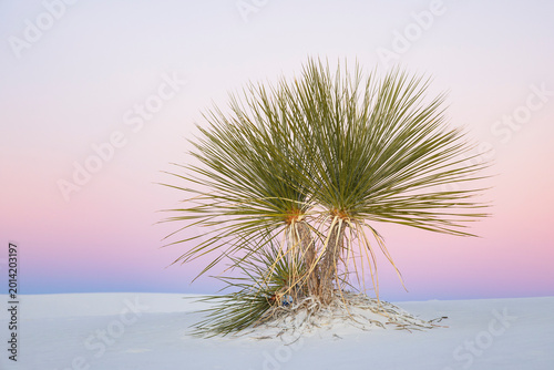 Soap Tree Yucca at Dusk, White Sands National Park