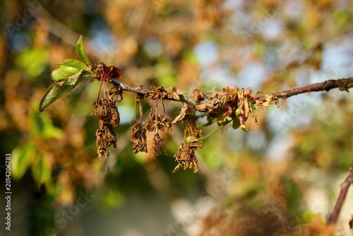 Affected cherry branches and leaves, symptoms of moniliosis