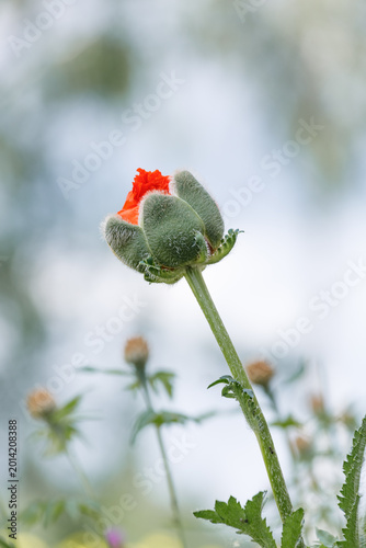 Fotografie Vertical close-up of Papaver orientale bud opening
