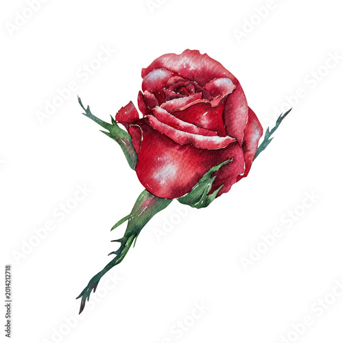 Photos Single red rose with sepals and stem, watercolor botanical illustration in realistic style