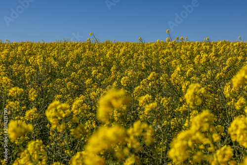 A field of rapeseed crops growing beneath a blue sky, with selective focus