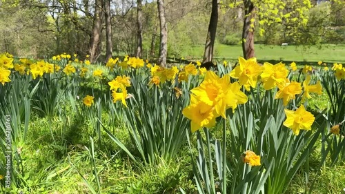 Yellow daffodils in the forest