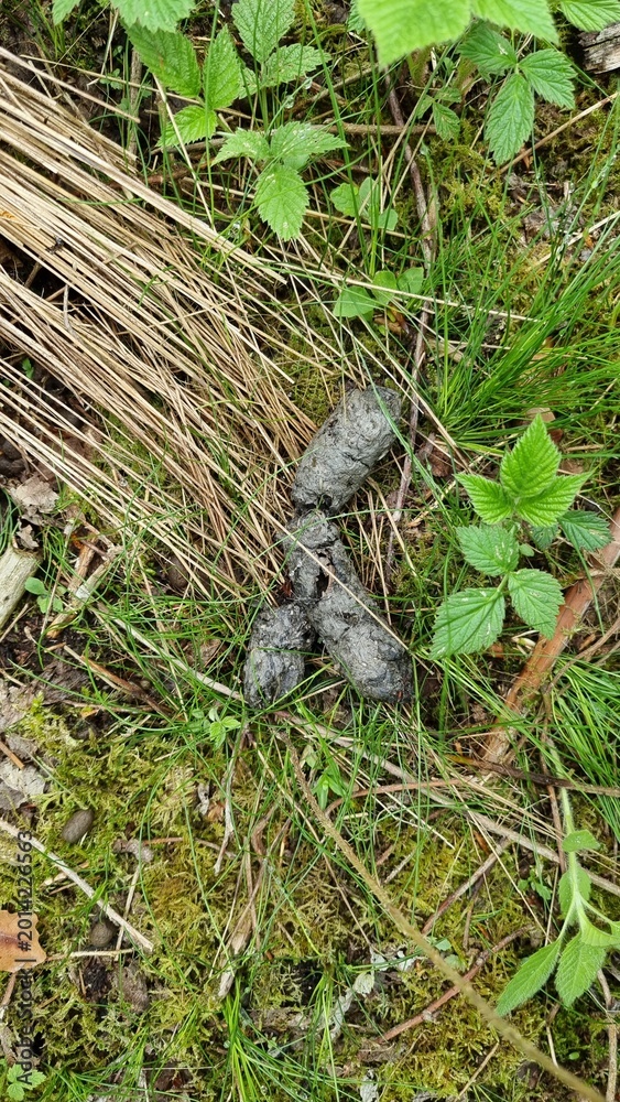 Obraz premium fox excrement