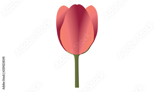 Tulip flower vector on white background. Floral clip art. Nature concept. Flowers and plants. Tulip flower vector illustration. Colorful tulip vector. 