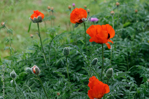 Billede på lærred Red Papaver orientale flowers blooming in a garden