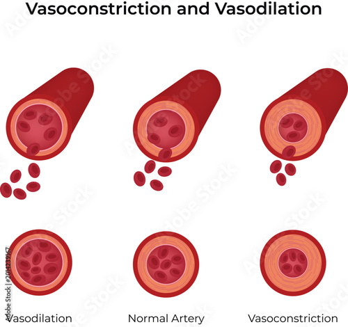 Arterial Vasoconstriction and Vasodilation Design Vector Illustration