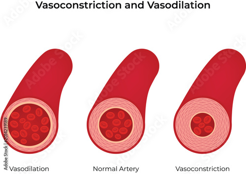 Arterial Vasoconstriction and Vasodilation Design Vector Illustration
