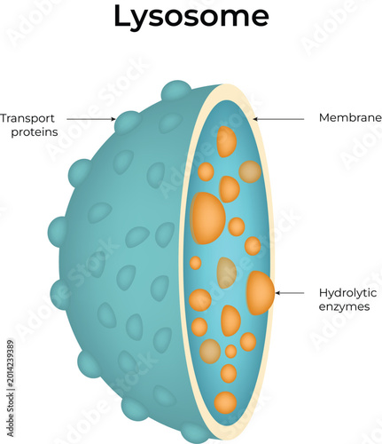 Lysosome Diagram Showing Membrane Hydrolytic Design Vector Illustration
