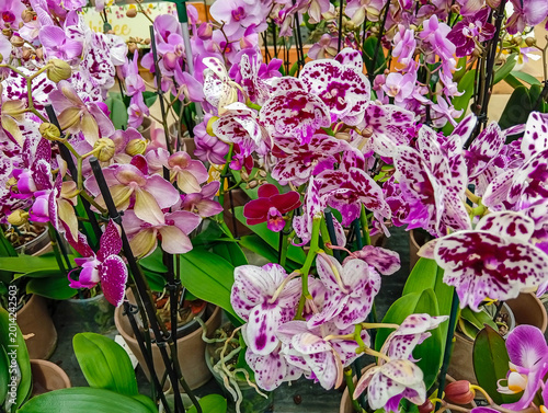 Flower shop with plants for vegetable gardens and gardens. Italy. 08.04.2026