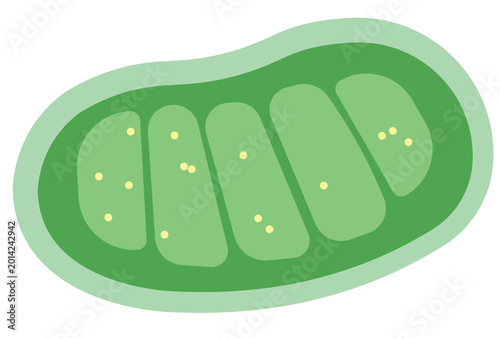 Foto Mitochondria cell structure flat vector illustration.