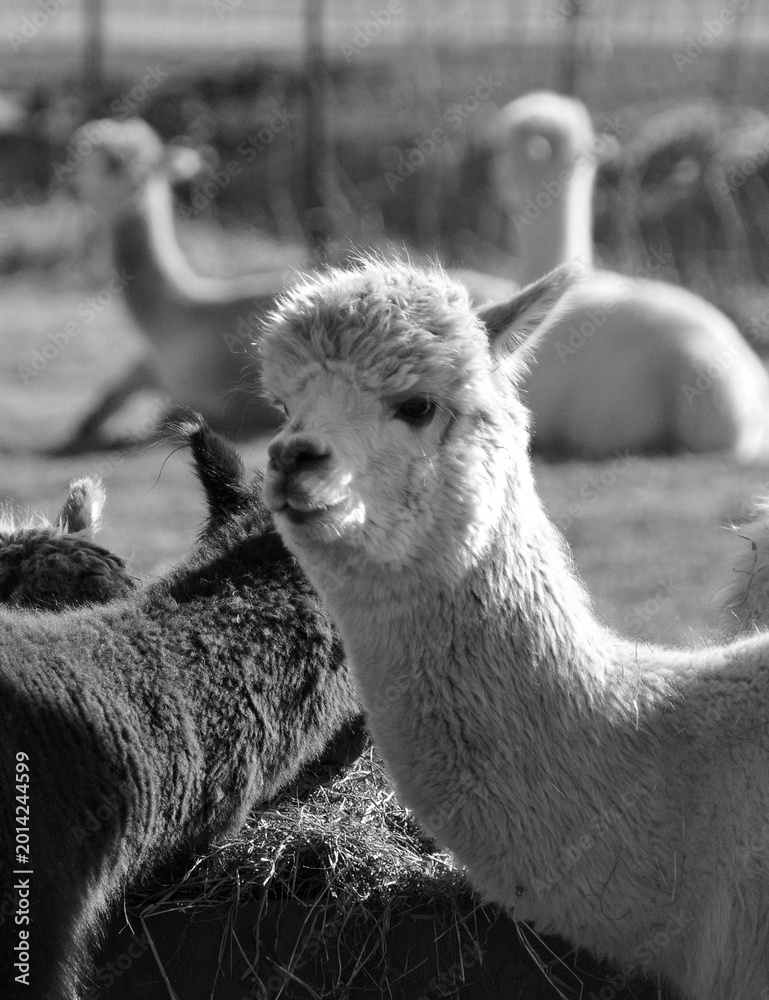 Naklejka premium Alpaca is a domesticated species of South American camelid. It resembles a small llama in appearance.Alpacas are kept in herds that graze on the level heights of the Andes of southern Peru