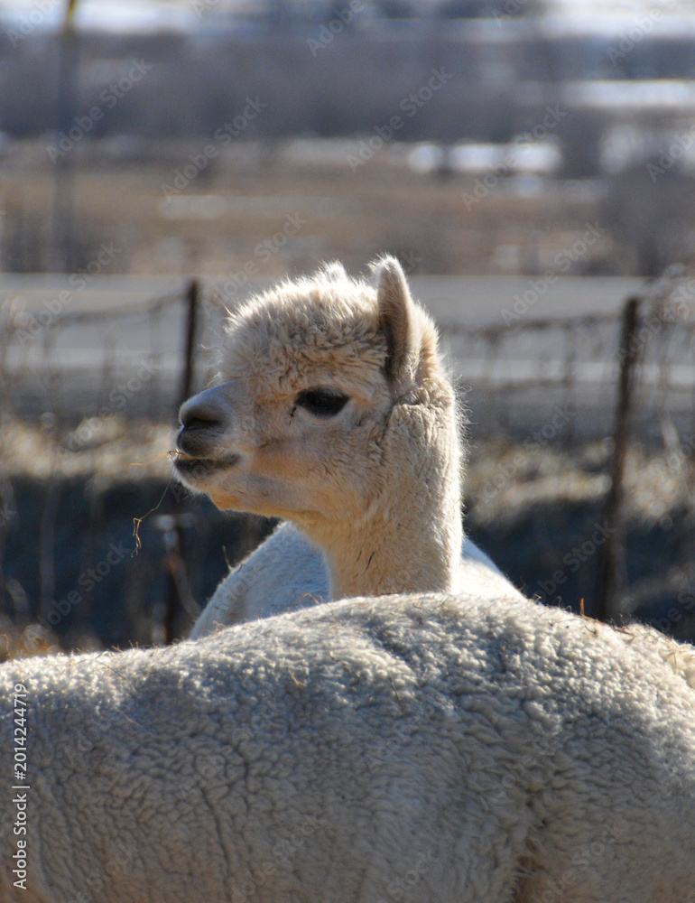 Naklejka premium Alpaca is a domesticated species of South American camelid. It resembles a small llama in appearance.Alpacas are kept in herds that graze on the level heights of the Andes of southern Peru