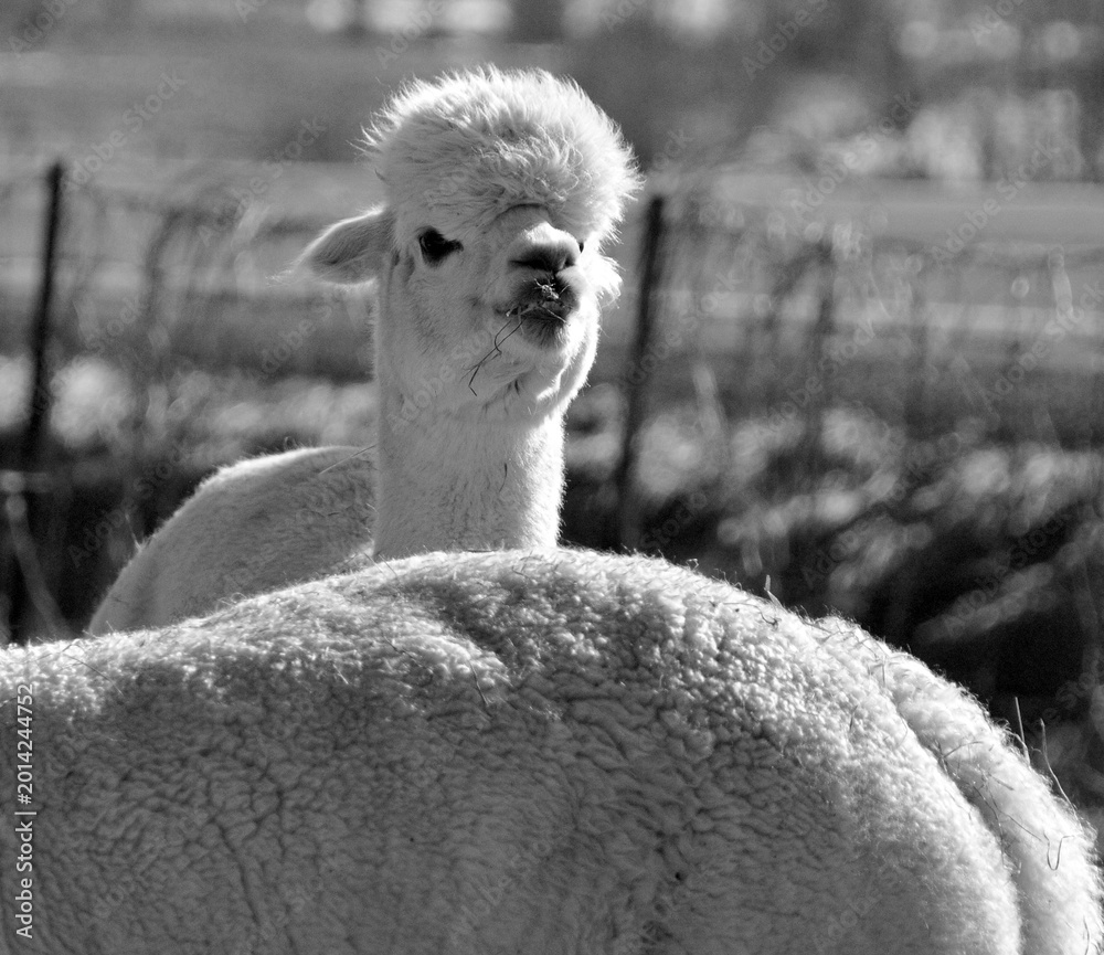 Fototapeta premium Alpaca is a domesticated species of South American camelid. It resembles a small llama in appearance.Alpacas are kept in herds that graze on the level heights of the Andes of southern Peru