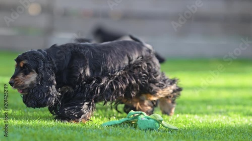 Mother Cocker Spaniel Running with Puppies on Green Grass in Garden, 4K Slow Motion