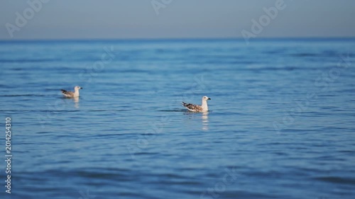 Seagulls floating on sparkling blue sea waves during warm sunny summer day in 4K slow motion
