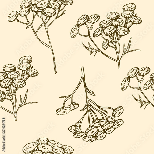 Seamless pattern of Common tansy plant