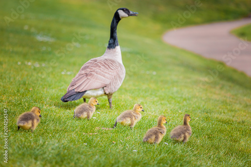 yellow baby goose walking with family on grass, sunny spring afternoon, near the Thames River, United Kingdom