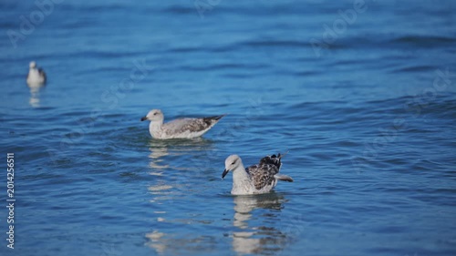 Scenic ocean birds drifting on sparkling waves during peaceful sunny summer afternoon in 4K