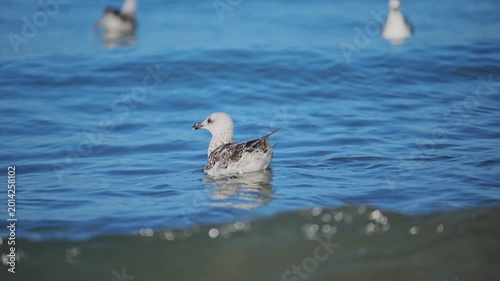 Serene seagulls drifting across blue sea waves in warm sunshine, beautiful 4K nature footage