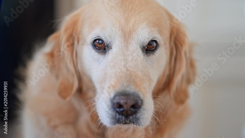 Golden retriever licking in kitchen, funny close-up portrait, 4K slow motion pet lifestyle