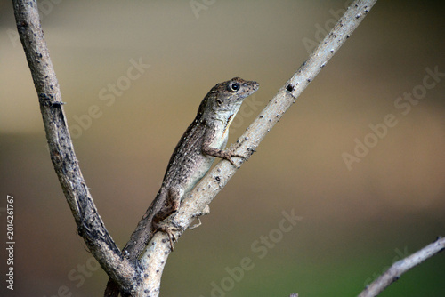 Quadro su tela Right side of a brown anole lizard perched on a tree branch sporting a black eye from territorial fight