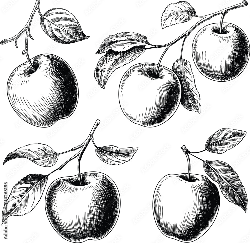 Fototapeta premium Hand Drawn Apples with Leaves on Branches Vintage Botanical Illustration