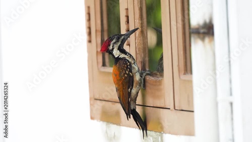 woodpecker